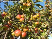 Opinion : All is safely gathered in