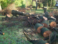 Cutting down protected trees costs local homeowner £2,770 in fines