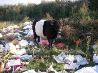 Top ten excuses given by people convicted of fly tipping in Buckinghamshire revealed