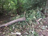 Dumping garden waste in wooded area costs father and son over £2,000 in fines