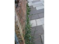Buckinghamshire County Council allocates £500k for ‘sensitive’ weed control