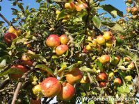 Opinion : Food shortages in the shops? Why not grow your own?