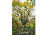 Buckinghamshire Council takes steps to protect the ancient woodlands at Burnham Beeches